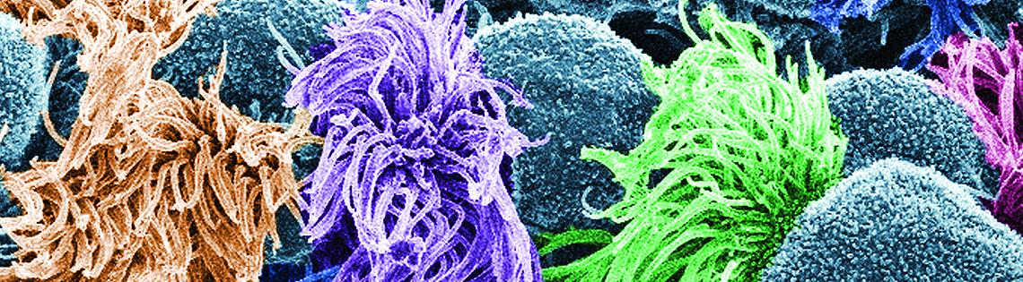 A colorful bundle of magnified cells