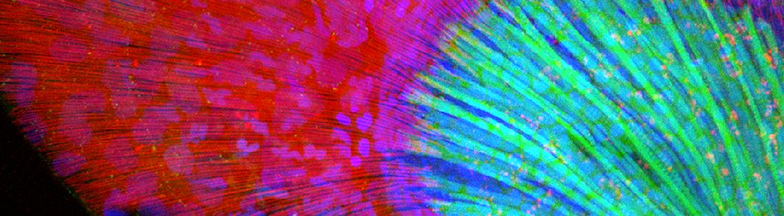 Developing fin shown