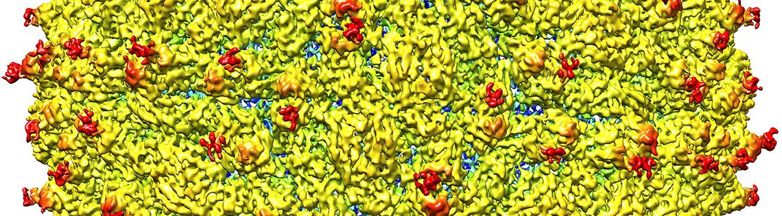 A spongy-looking yellow cluster with small red spots poking through