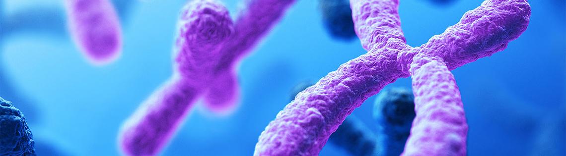 Image of cell karytype