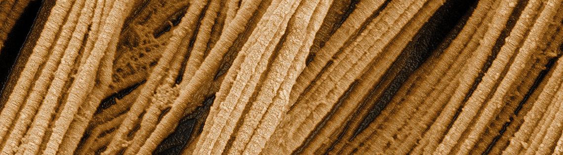 Dozens of raw spaghetti-shaped rods clustered together