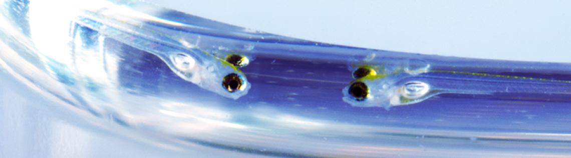 6-day-old zebrafish swim near water’s surface