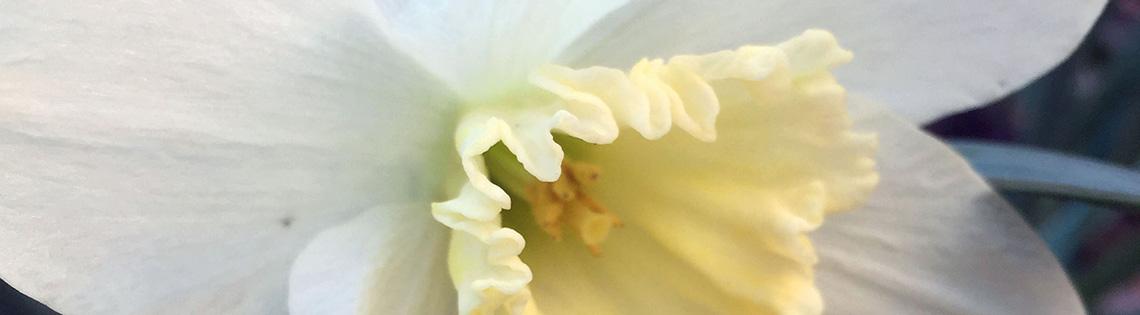 A close-up image of a white and yellow daffodil in bloom