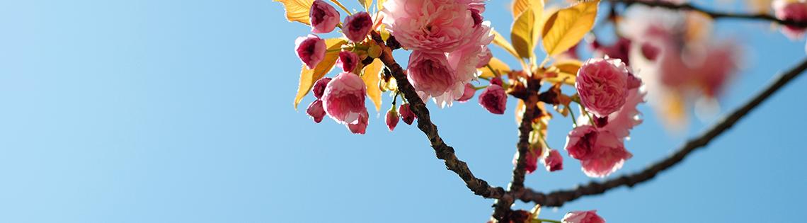 Crab apple tree flowers at NIH 