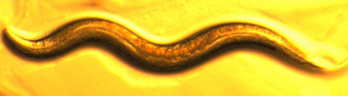 A brown worm on a yellow background