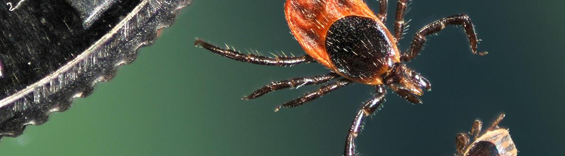 Two ticks next to a dime