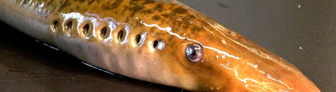 Sea lamprey