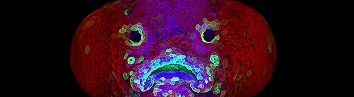 A confocal microscopy image shows the developing face of a 6-day-old zebrafish larva.