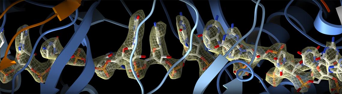 3-D model of RNA incorporated into the CRISPR surveillance complex is positioned to scan across foreign DNA. Cryo-EM density from a 3Å reconstruction is shown as a yellow mesh.