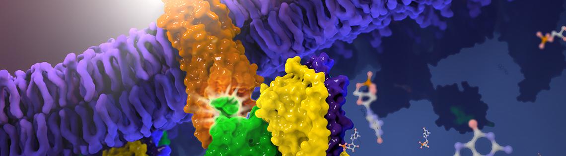 Structure of the light-sensing G protein-coupled receptor rhodopsin.