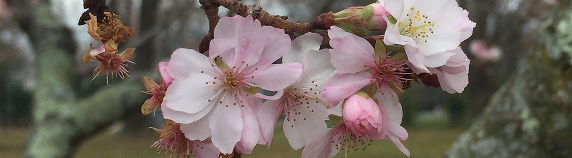 Autumn cherry tree blooms in December.