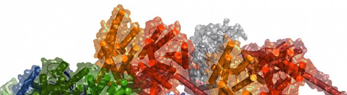 3-D computational model of a macromolecular complex