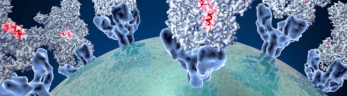 Coronavirus spike protein structure.