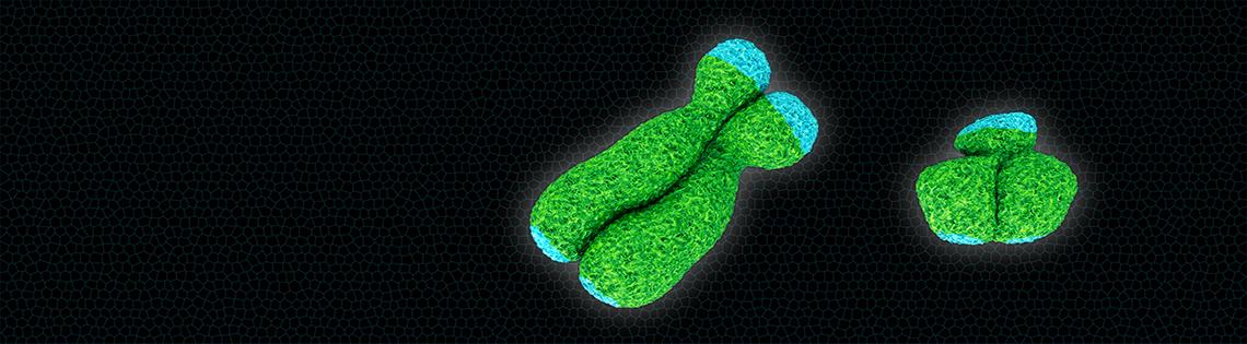 The two sex chromosomes—X (larger pair) and Y.