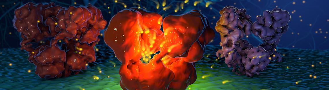 ionotropic glutamate receptor (iGluR) gating cycle looks like a red circle with balls of yellow lights around it