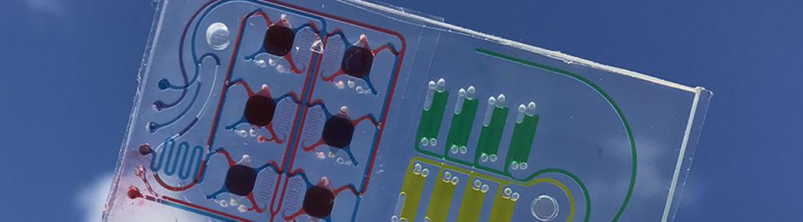 A rectangular plastic case holds colofrul human cells in a 3D matrix.
