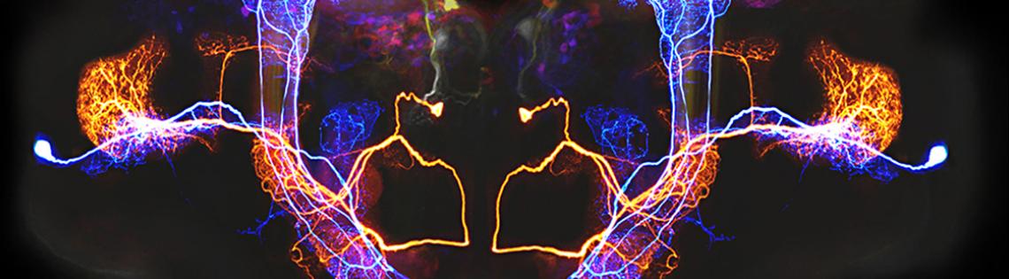 Two neurons in the locust brain, one red and one blue