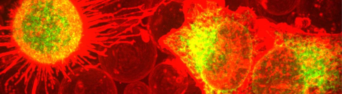 Two cells form bubbles