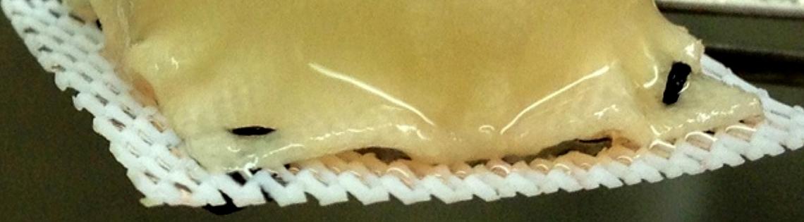 The shiny surface of a scaffold used to grow cartilage from stem cells