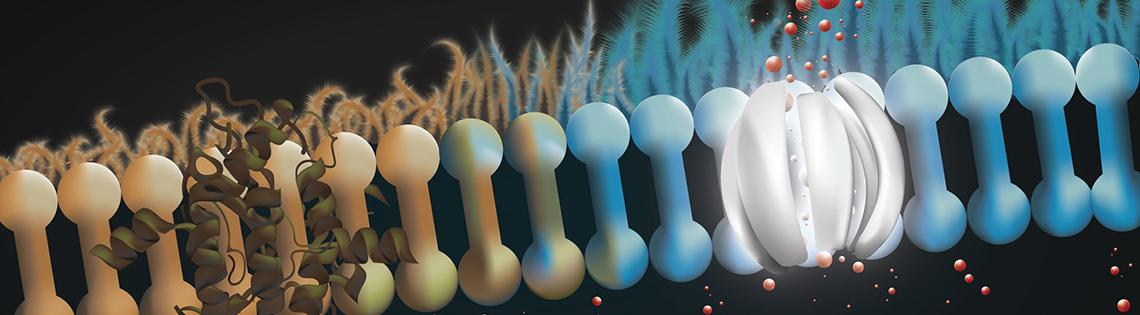 Scientific rendering of row of brown and blue barbell-like rods with tiny red balls below and on top, on a black background