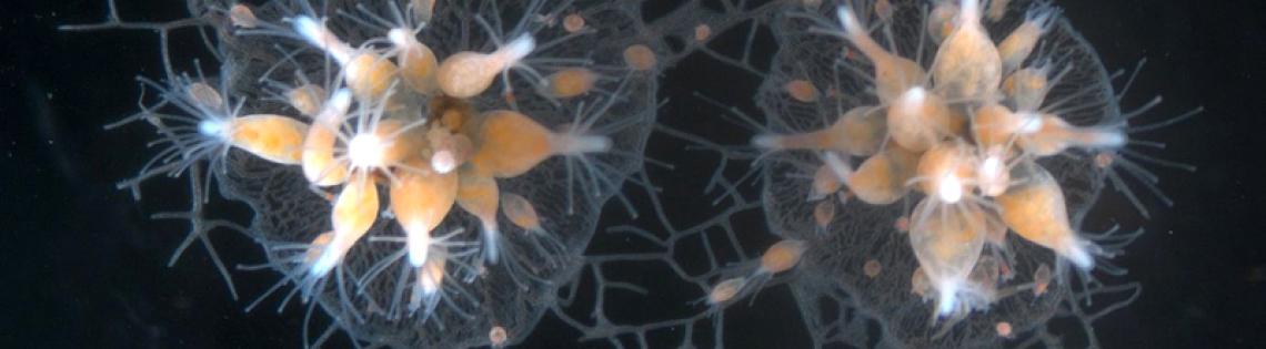 Star-like, golden-colored hydractinia against a black background