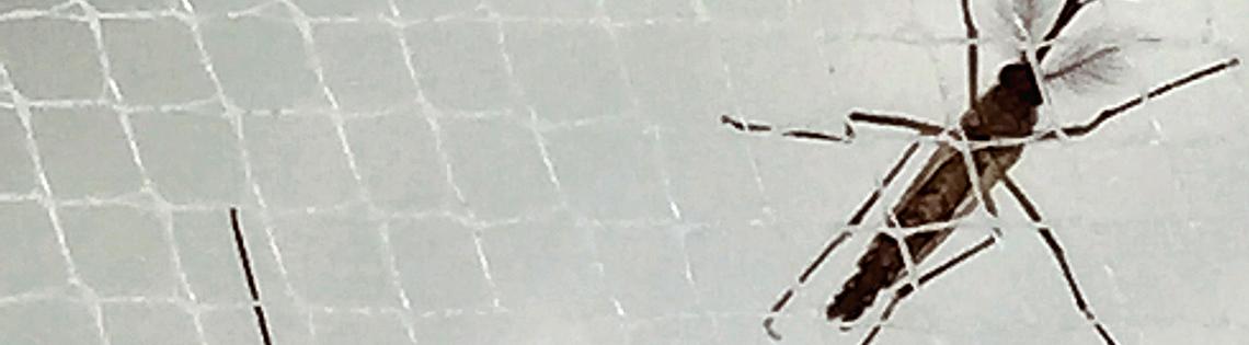 A male and a female mosquito in a net.