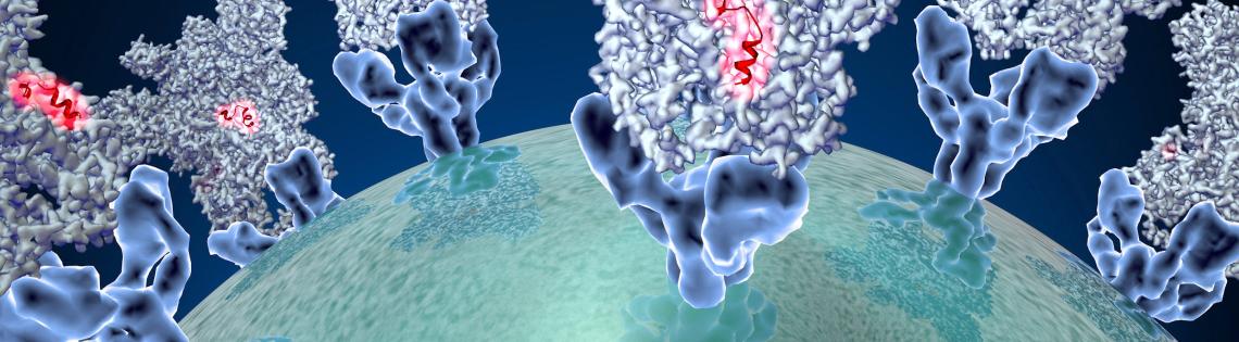 Coronavirus spike protein structure