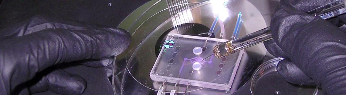 Close-up view of gloved hands using tweezers to assemble parts of a kidney on a microscope slide.