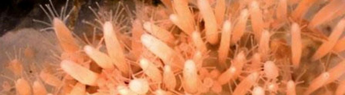 Dozens of orange spindly tentacles