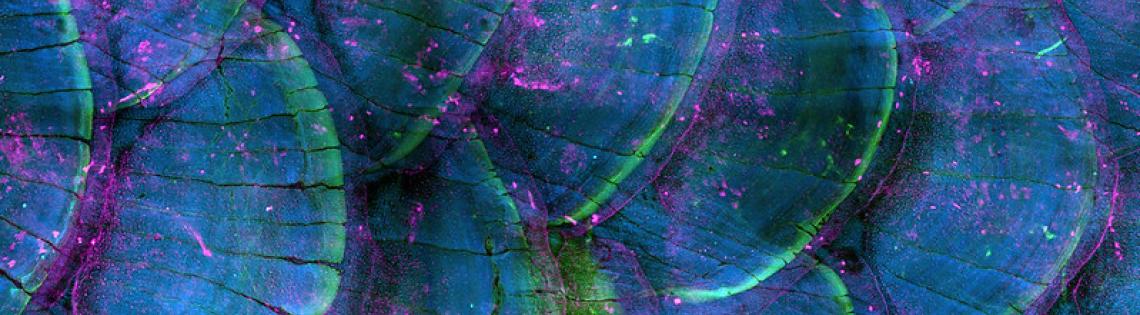 Close-up view of blue-green, purple colored scalloped zebrafish scales