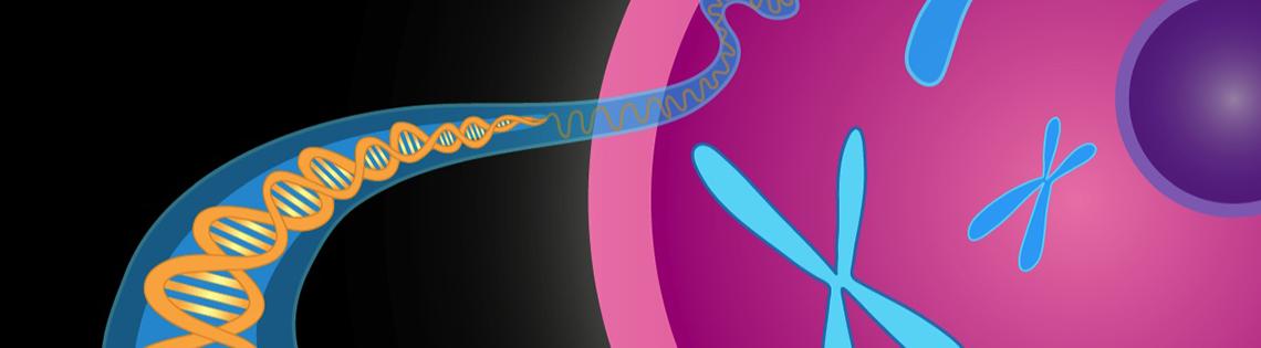 Depicted is an illustration of a DNA double helix (longer and skinnier on the left) and chromosomes (similar to the letter x)