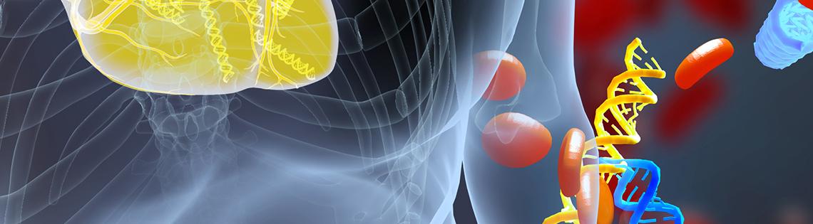 Illustration of torso/chest with heart and DNA fragments