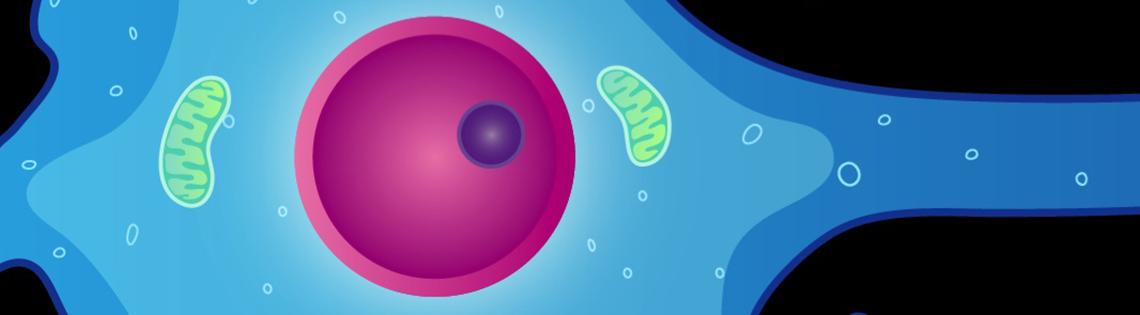 Illustration of neuron with dendrites and nucleus