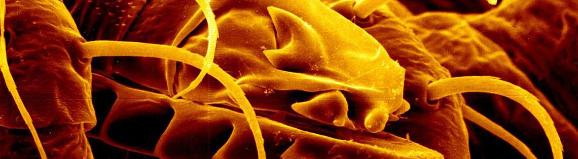 Extreme close-up view of a tick's mouth, showing sharp edges and ridges