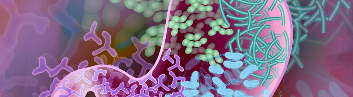 The gut, a big pink sack filled with colorful pellets, strands and y-shaped branches representing the different bacteria strains