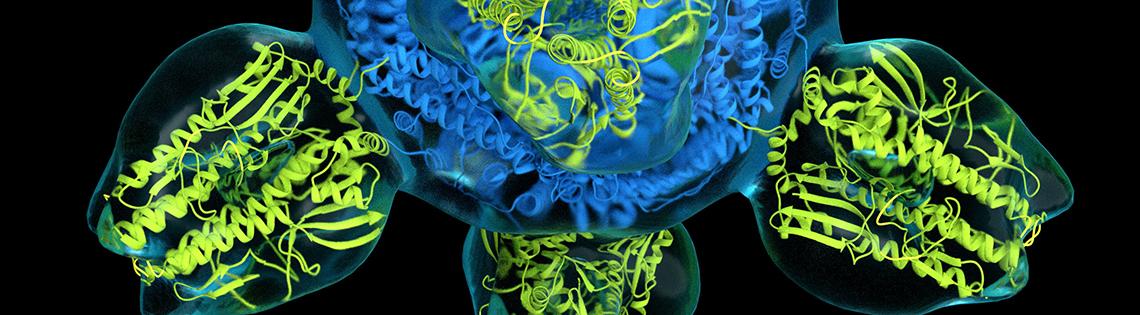 horizontal slice of colorized structure of a prototype for a universal flu vaccine