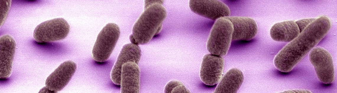 scientific image of brown rice grain-shaped tubes on a pinkish purple background