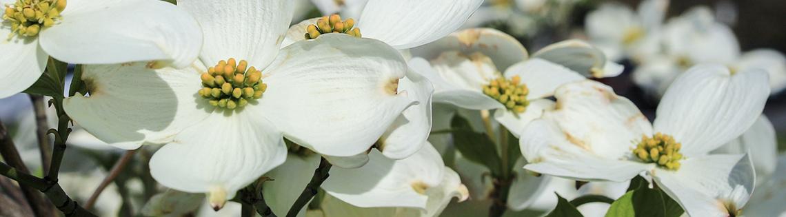 A close up of a blossoming dogwood tree 
