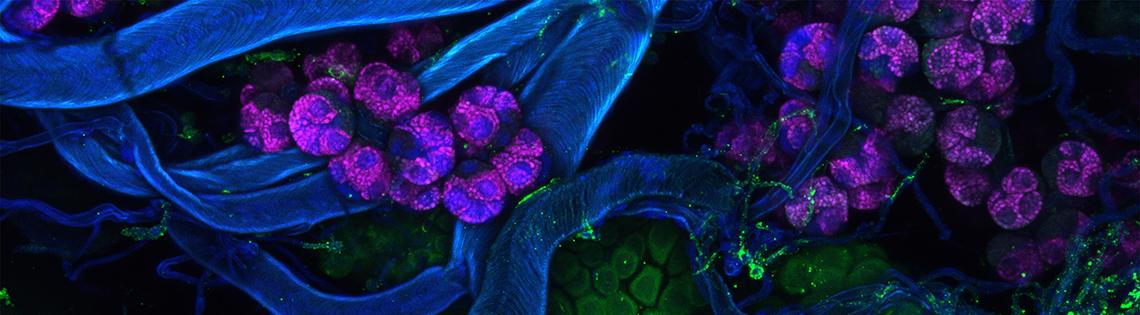 scientific image of a blue stem amid small purple blossoms with green blossoms at bottom 