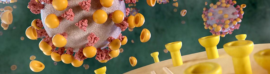 Virus's spikes being covered with ACE2 decoys. ACE2 receptors on surface are empty.