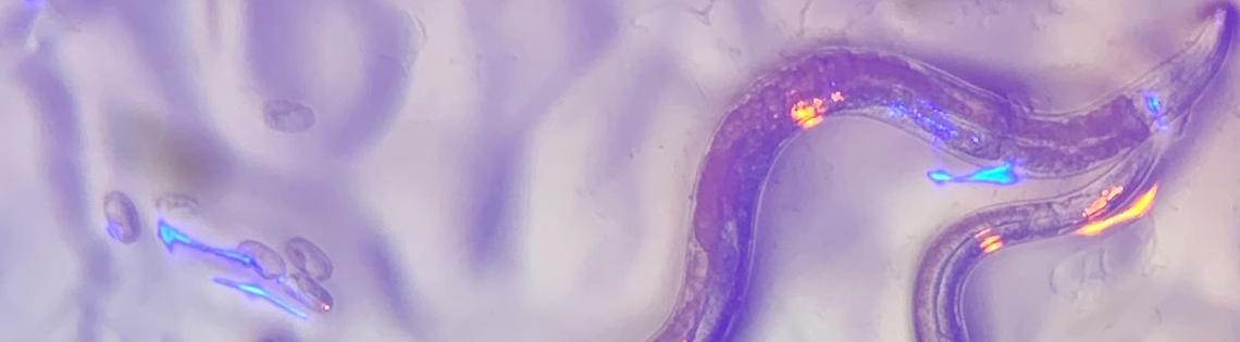 Caenorhabditis elegans under a microscope