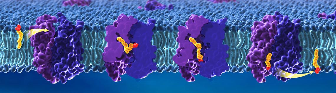 Illustration of how DHA and other omega-3 fatty acids cross the blood-brain barrier using a lipid transporter