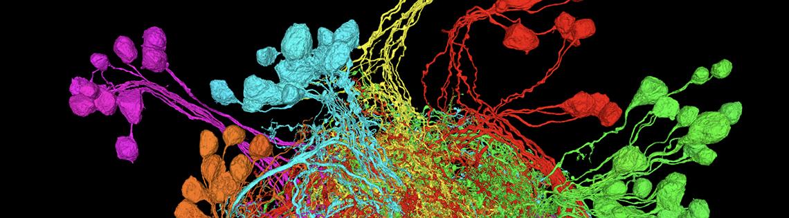 Scientific image resembling amulti-colored bubble with several individual colors bursting from its surface