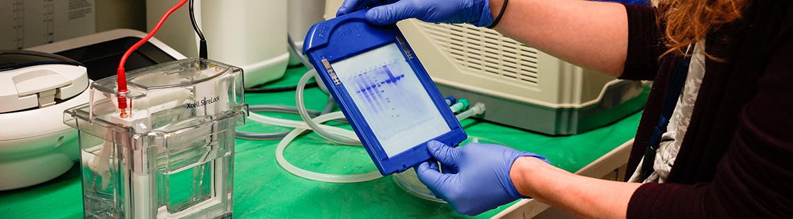 A researcher checks western/moisture blots to know if proteins bind to antibodies.