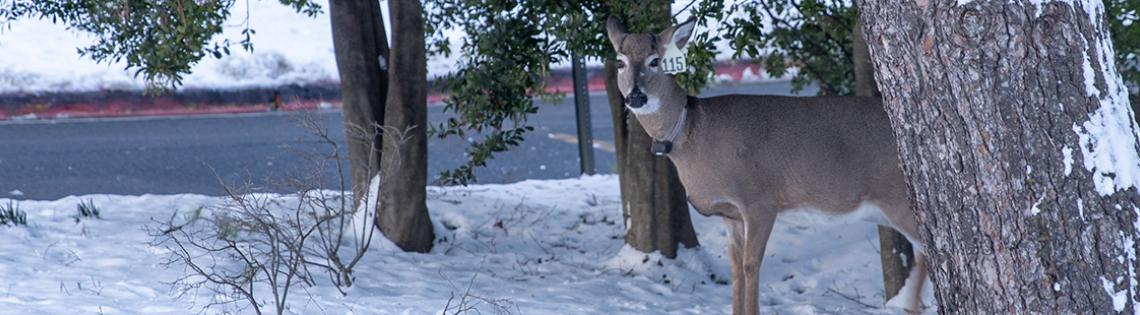 A deer with a tag on its ear peeks out from a tree