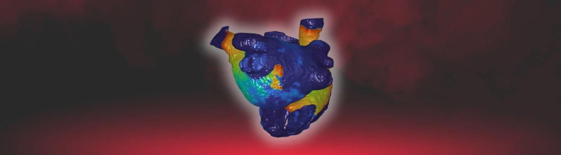 Multicolored anatomical model of a human heart