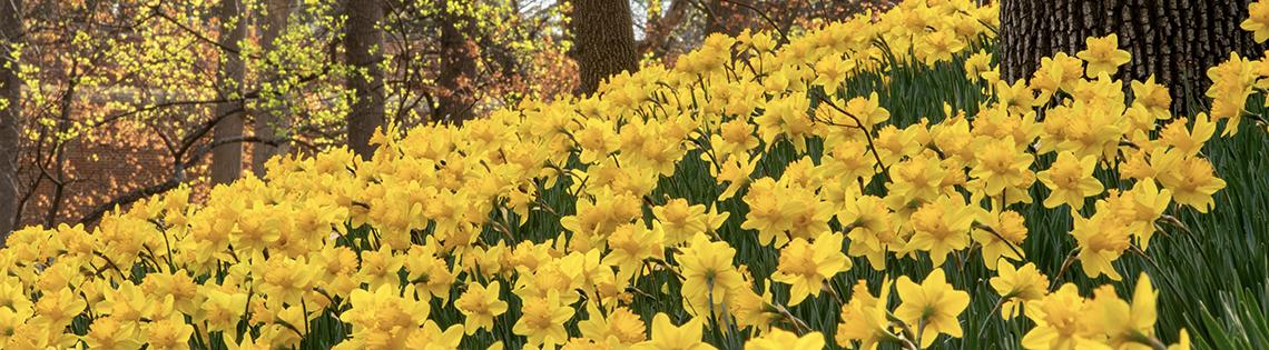 A field of yellow daffodils on an uphill slope with trees in the background.