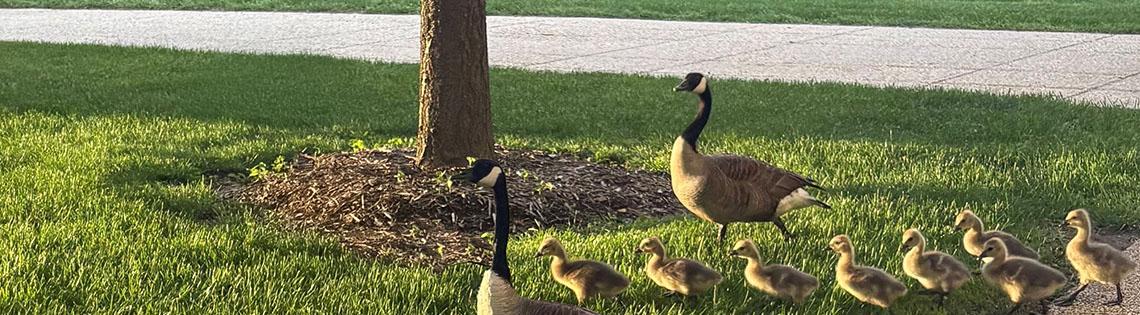 Two adult geese and eight goslings crossing a grassy lawn.