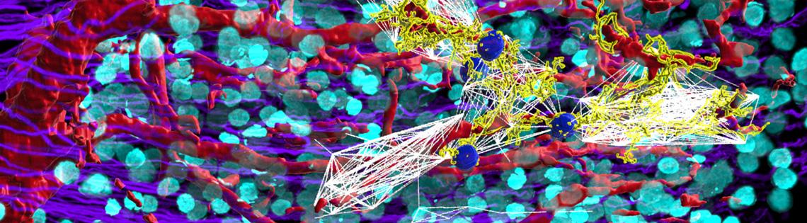 A multicolored fluorescence microscopy image. Bright blue dots, interspersed with red, purple, yellow and white lines cover a black surface.