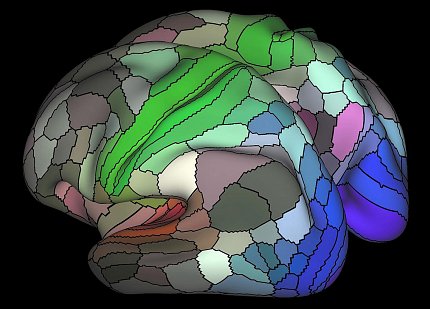 Image of cortex